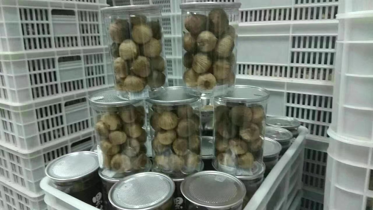 solo black garlic